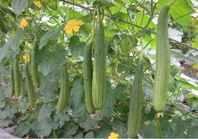 Mướp hương còn được xem như một loại mỹ phẩm chăm sóc da lành tính vì có công hiệu trị nám, tàn nhang, giữ ẩm, làm trắng, căng mịn da. (Nguồn Benhtri)