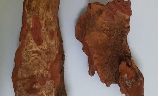 Phần thân hóa gỗ màu đỏ của cây huyết giác còn được sử dụng làm thuốc với nhiều công dụng khác nhau như chữa đau xương khớp, giúp bổ máu, làm rượu xoa bóp...(Nguồn Yhocdongtay)