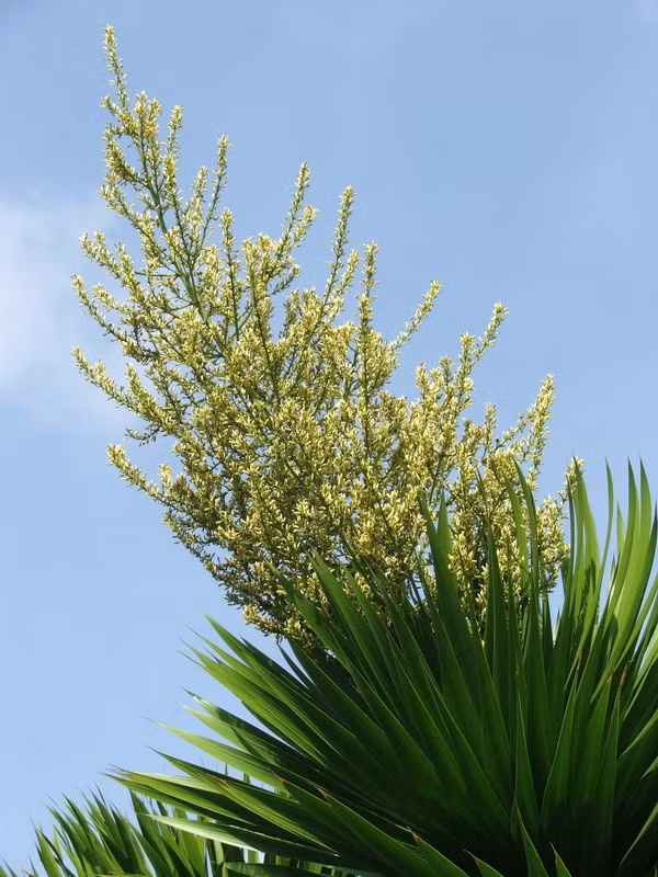 Trên thế giới, cây huyết giác còn phân bố ở Trung Quốc và Campuchia. (Nguồn Duoclieuvietnam)