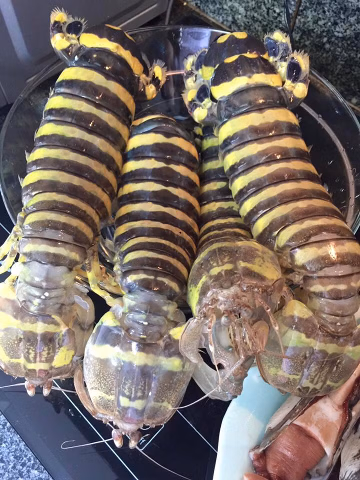 Tôm tít vằn là loài giáp xác ăn thịt. Môi trường sống của chúng khá rộng, bao gồm bùn, cát và đáy rạn pha cát. (Ảnh Haisantuoisachbienhoa)