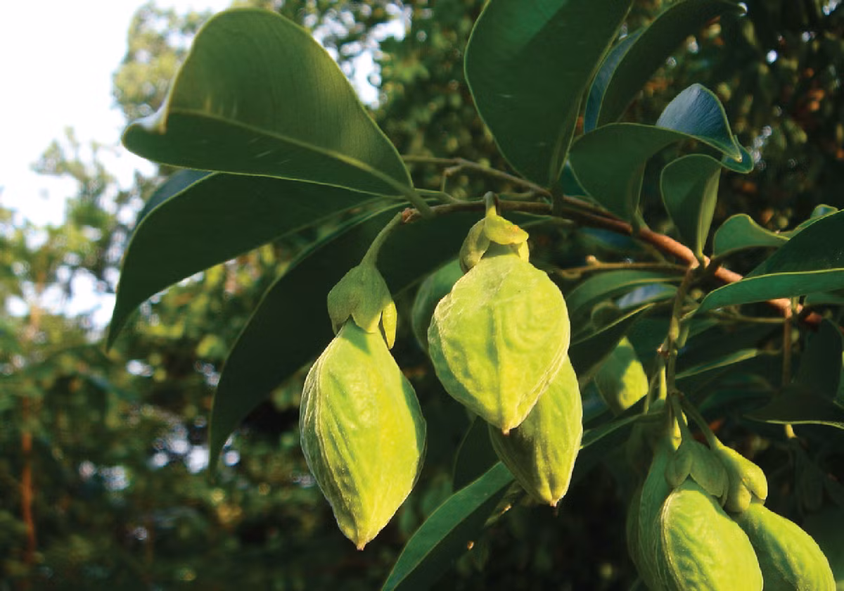 Trồng trầm hương để làm kinh tế mất nhiều thời gian vì trầm hương sau 30 năm tuổi mới cho chất lượng trầm tốt. (Nguồn Tramhuongvietnam)