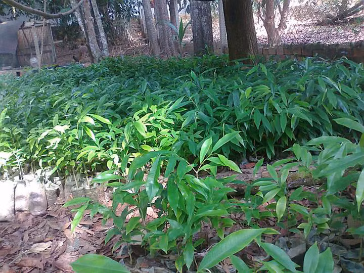 Hoa trầm hương có màu trắng, quả hình trứng. Cây trầm hương thường ra hoa vào tháng 7 – tháng 8. (Nguồn Caygiong365)