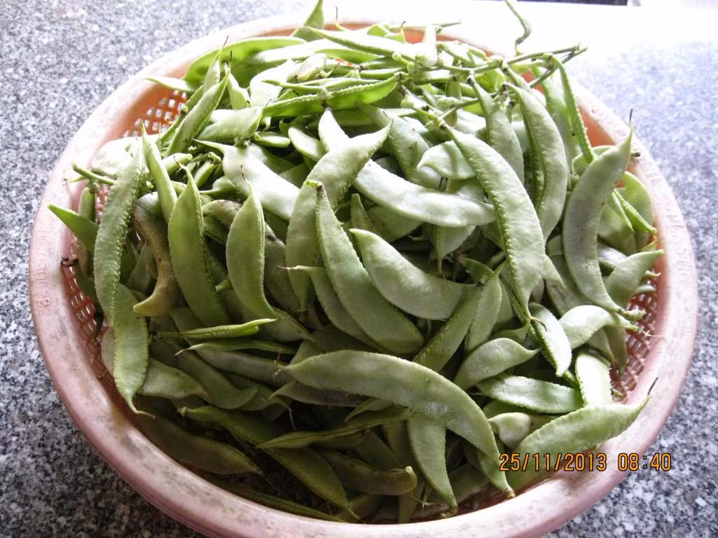 Cây đậu ván có nguồn gốc từ châu Phi. Nó được du nhập vào Việt Nam từ hàng trăm năm trước và mọc hoang trên khắp các vùng miền của cả nước. (Nguồn Tutrongrautainha)