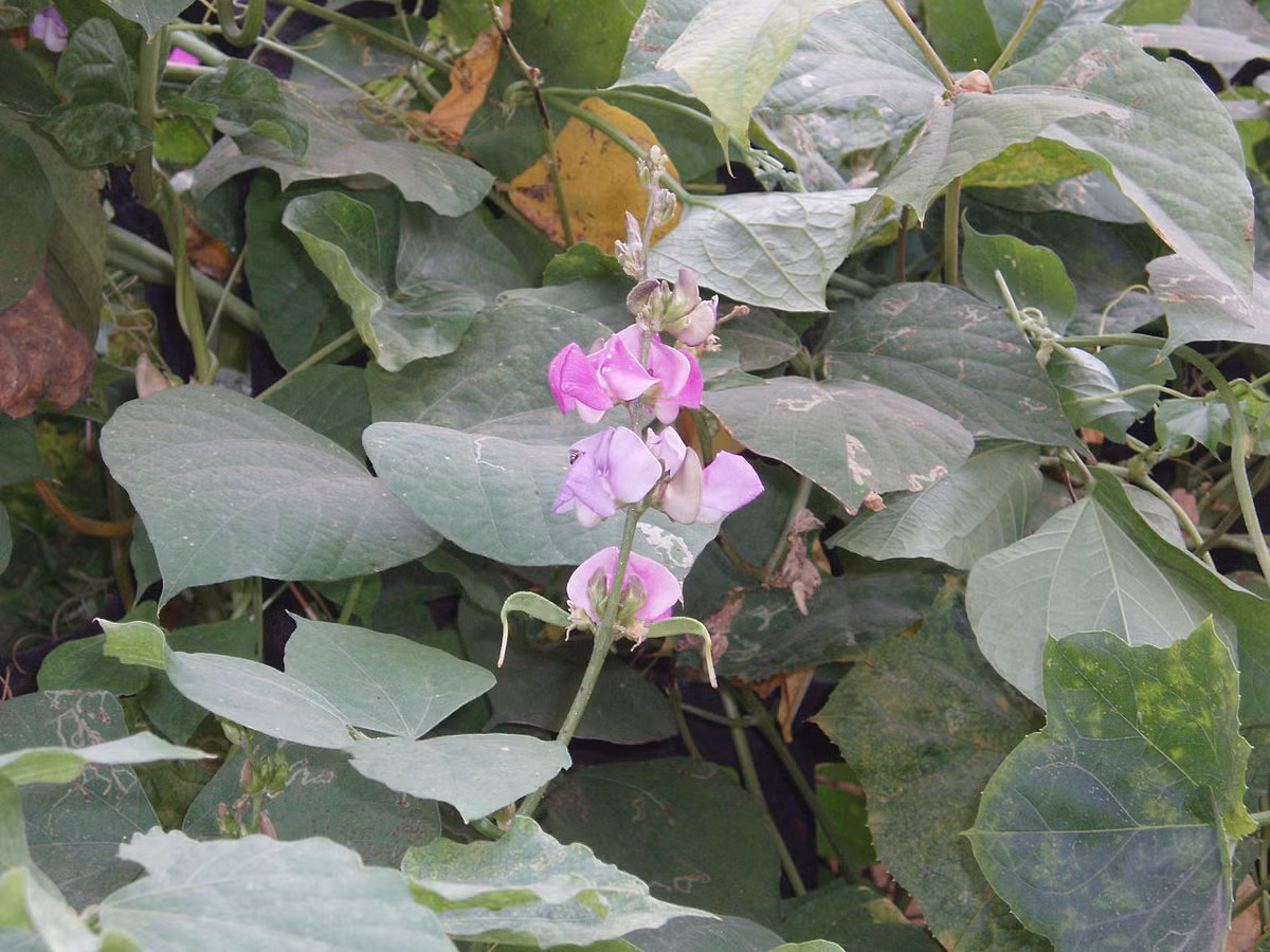 Đậu ván rất dễ trồng, phát triển rất nhanh và cho thu quả đều quanh năm. (Nguồn Wikimedia)