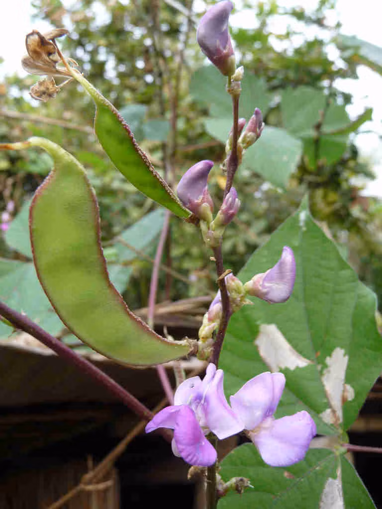 Cây đậu ván chịu hạn rất tốt vì có bộ rễ rất phát triển. Gần như toàn bộ cây đều có thể sử dụng được: hoa, quả non, lá non được dùng như một loại thực phẩm. (Nguồn Caythuoc)