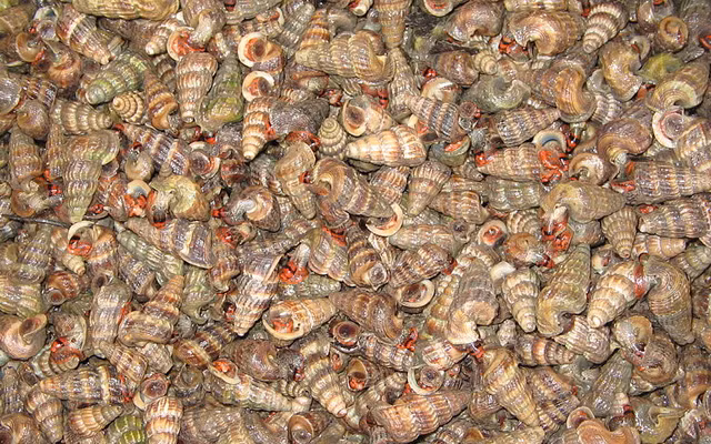  Ốc len còn có tên gọi khác là ốc linh hoa. Đây là một loài nhuyễn thể sống phổ biến ở các khu rừng ngập mặn. (Nguồn Dacsantuoi)