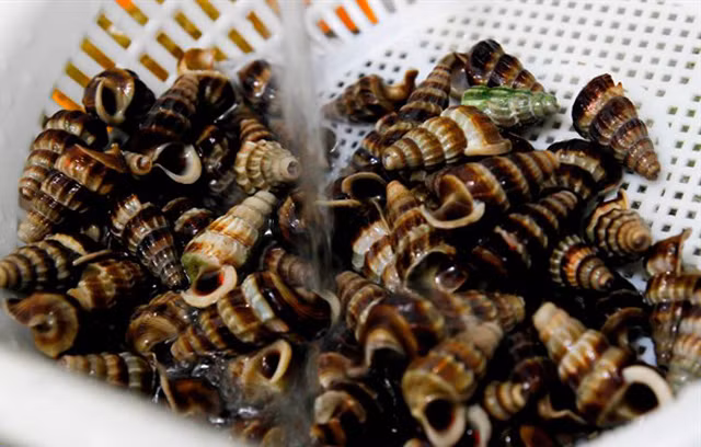 Ốc len có kích thước bằng ngón trỏ hoặc ngón tay cái, vỏ màu nâu đậm xen lẫn vân trắng, dài từ 3cm - 4cm. (Nguồn Vietfuntravel)