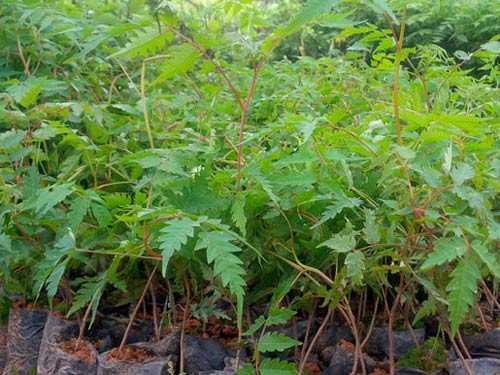 Tất cả các bộ phận của cây xoan đều chứa chất độc, hàm lượng độc tố cao nhất chứa trong quả xoan. Vì vậy, cây xoan được trồng để lấy gỗ vì gỗ không bị mối. Hoa và lá xoan thì được dùng rải dưới chiếu để ngừa rệp.