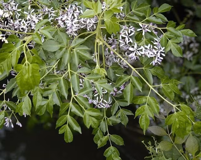 Ở Việt Nam, cây xoan mọc hoang hoặc được trồng ở nhiều nơi trên khắp cả nước, cả miền xuôi lẫn miền ngược. Loài cây này dễ sống, dễ trồng, phát triển nhanh. Chỉ sau 6-7 năm là đã có thể khai thác lấy gỗ làm cột nhà, làm đồ dùng.