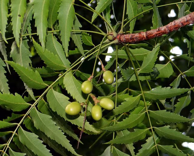 Cây xoan trưởng thành cao từ 7m -12m. Lá xoan mọc so le, hoa xoan màu tía nhạt hoặc tím hoa cà, quả xoan to bằng hòn bi. Cây xoan thường được chọn trồng làm cây bóng mát tạo cảnh ở nhiều nơi.