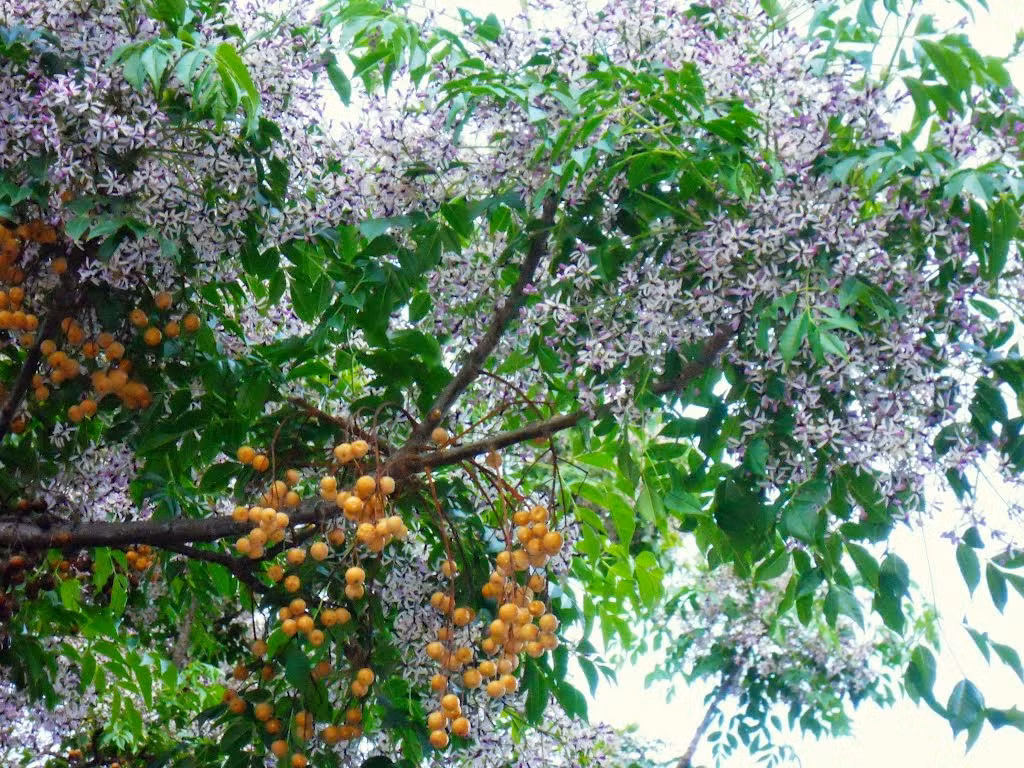  Cây xoan là cây thân gỗ có nguồn gốc từ Ấn Độ, miền nam Trung Quốc và Úc. Loài cây này còn được biết đến với các tên gọi khác như sầu đông, xoan nhà, xoan ta, xoan trắng, thầu đâu.