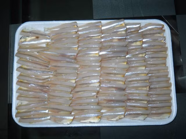 Trên thế giới, cá mai phân bố ở vùng biển Ấn Độ Dương - Thái Bình Dương, Thái Lan, Indonesia, Philippines, Australia. (Nguồn Vcmedia)