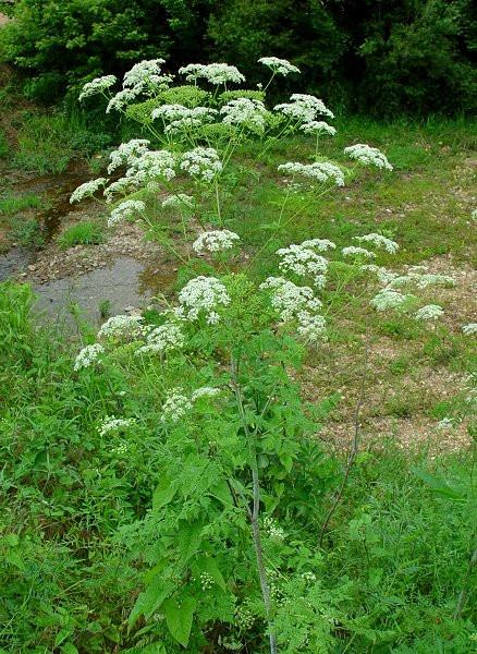 Đặc biệt, thời điểm chất độc cicutoxin có độc tính cao nhất là mùa xuân, khi đó nó có thể đủ mạnh để giết chết một con bò. Ảnh Missouriplants.