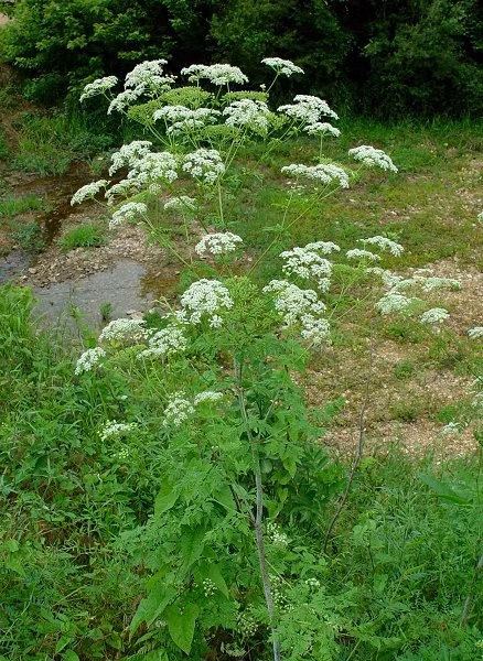 Đặc biệt, thời điểm chất độc cicutoxin có độc tính cao nhất là mùa xuân, khi đó nó có thể đủ mạnh để giết chết một con bò. Ảnh Missouriplants.