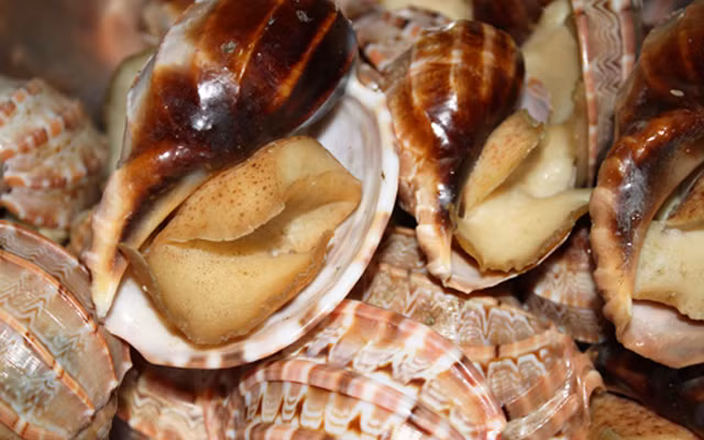  Ốc khế là một loại ốc biển, phân bố dọc ven biển các tỉnh miền Trung của nước ta như Phan Thiết, Quy Nhơn…(Ảnh Cooky)