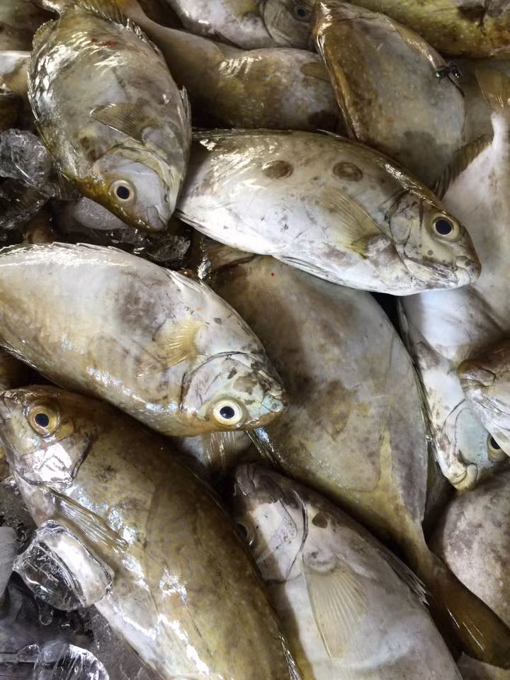 Tại Khánh Hòa, có bè nuôi cá nuôi được cá giò đạt trọng lượng hơn 50kg. Cá giò có tốc độ sinh trưởng nhanh. Đây là loài cá chuyên ăn thịt. Thức ăn của cá giò chủ yếu là cua, mực, ốc và các loại cá con. (Nguồn Bizwebmedia)