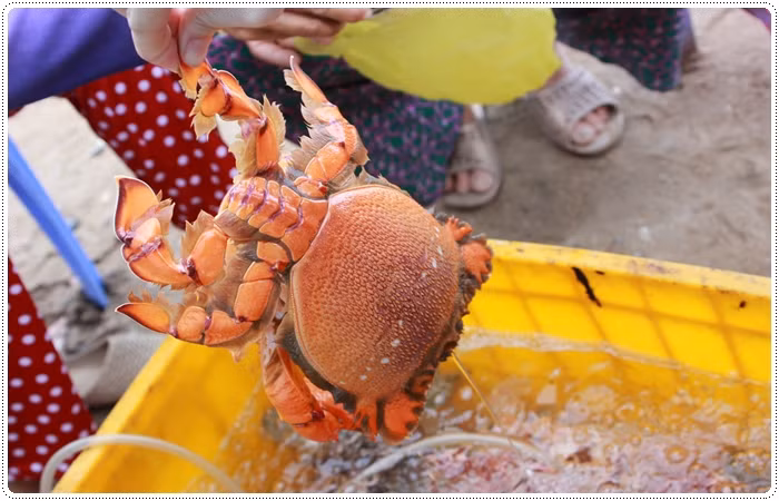 Để bắt được cua huỳnh đế, ngư dân lặn hoặc dùng bẫy. Có nơi, ngư dân dùng lưới cho mồi vào để dụ cua vào ăn mồi và dính chân vô lưới. (Nguồn Phanthietvn)