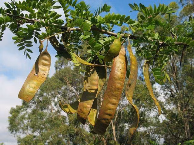 Bồ kết còn gọi là bồ kếp, chùm kết, tạo giác, tạo giáp, trư nha tạo giác. Đây là loại cây lâu năm, thân có gai. Cây bồ kết có hai loại là bồ kết tây và bồ kết ba gai. (Nguồn Phunutoday) 