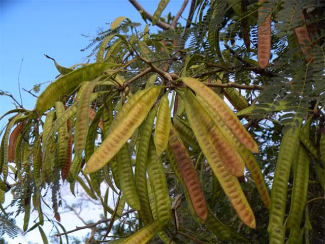 Trong khi đó, gai bồ kết lại có khả năng tiêu độc và cải thiện triệu chứng sưng tấy của da bị mụn bọc. Hạt bồ kết được dùng để trị kiết lỵ, viêm xoang, đau răng, ho lâu ngày. (Nguồn Caythaoduoc) 