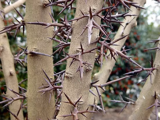 Bồ kết ba gai là một loài cây gỗ lá sớm rụng có nguồn gốc ở miền đông Bắc Mỹ. Nó chủ yếu được tìm thấy trong các vùng đất ẩm ướt ven các thung lũng sông. (Nguồn Blogcaycanh) 