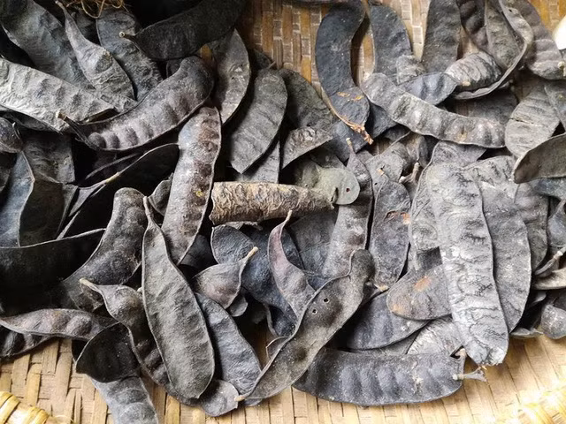 Cây bồ kết mọc hoang và được trồng nhiều ở các tỉnh miền Bắc nước ta. Mùa bồ kết kéo dài từ tháng 10 đến tháng 11 hàng năm. (Nguồn Dantri)