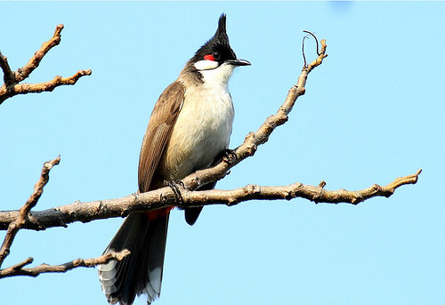 Chim chào mào ăn trái cây và côn trùng nhỏ. Chúng sở hữu bề ngoài độc đáo với một cái mào dễ nhận biết, hai má trắng và phía trên "mảng" trắng là màu đỏ.