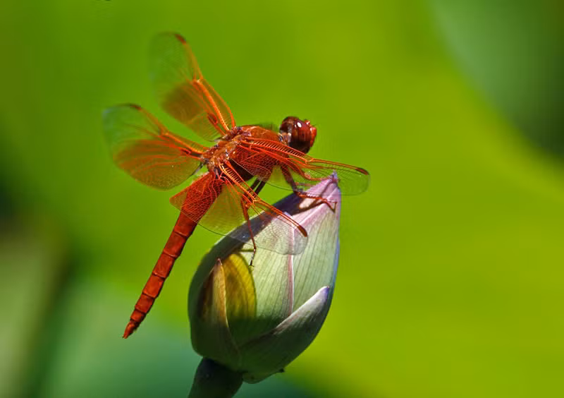 Chuồn chuồn có những chiếc cánh thô ráp chứa những chiếc bẫy vi khuẩn. Một khi vi khuẩn bị rơi vào cánh chuồn chuồn thì nó không thể sống được. (Nguồn Hatru) 