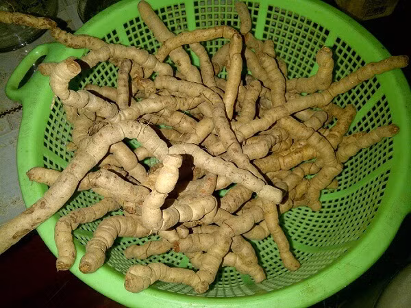 Cây ba kích thường mọc hoang ở vùng đồi, núi thấp các tỉnh trung du, miền núi phía Bắc nước ta, đặc biệt có nhiều ở các tỉnh Quảng Ninh, Vĩnh Phú, Hà Bắc, Lạng Sơn, Hà Giang, Hà Tây (cũ). 