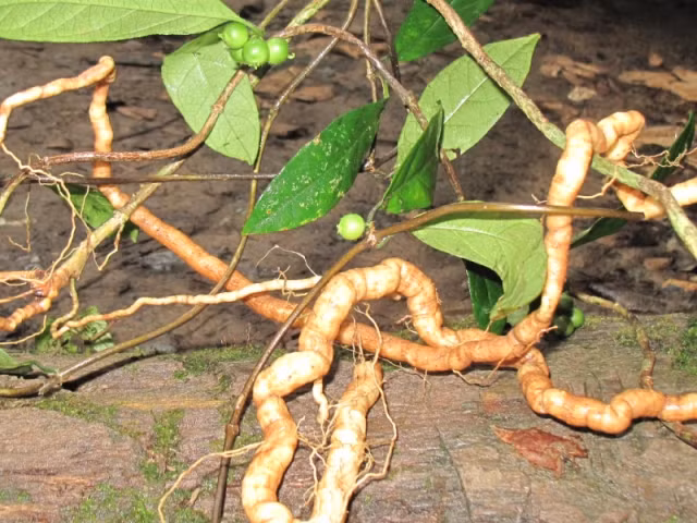 Cây ba kích tím khi ngâm với rượu làm màu rượu chuyển thành màu tím, vì vậy nó mới có tên gọi là ba kích tím. Trong khi đó, ba kích trắng không làm rượu chuyển màu tím khi ngâm.