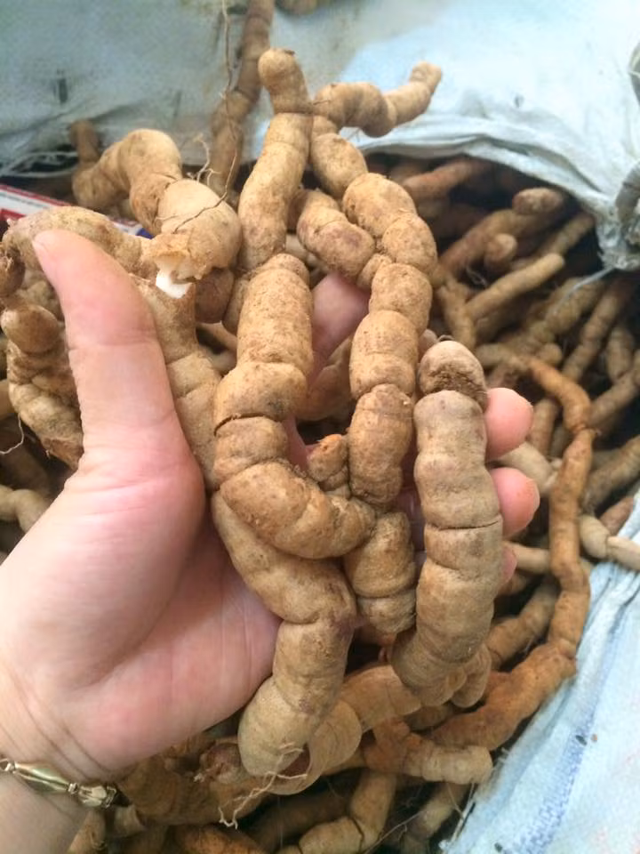 Cây ba kích được xem là “viagra” tự nhiên với những tác dụng nổi bật như bổ thận, cường gân cốt, khử phong thấp,… 