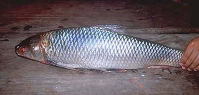 Để bắt được cá duồng bay, ngư dân có thể dùng lưới, mành, rùng, đăng, vó…(Ảnh Kipkis)