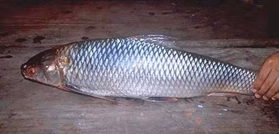 Để bắt được cá duồng bay, ngư dân có thể dùng lưới, mành, rùng, đăng, vó…(Ảnh Kipkis)