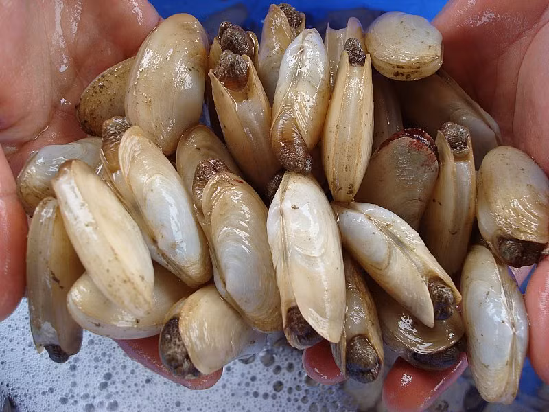 Con tu hài có kích thước khi trưởng thành từ 7cm - 12cm, hình bầu dục, màu vàng nâu và vỏ hình ê-líp. (Nguồn Halongwave)