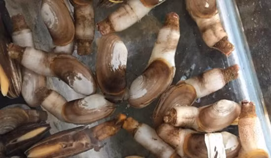 Thịt tu hài không những có hương vị thơm ngon, ngọt mà còn chứa rất nhiều chất dinh dưỡng, bao gồm đạm, muối khoáng và đặc biệt là 18 loại axit amin, trong đó có một số là những axit amin không thay thế. (Nguồn Haisantoanchien)