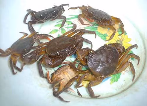 Cua đồng là loài ăn tạp, khả năng kháng bệnh tốt. Loài cua này cũng rất dễ nuôi, nguồn thức ăn dễ tìm kiếm, giá rẻ, chủ yếu tận dụng nguồn thức ăn có sẵn trong tự nhiên. 