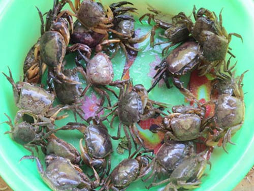Từ cua đồng có thể chế biến thành nhiều món ăn ngon, dân dã như bún riêu cua, canh cua nấu mồng tơi, ...
