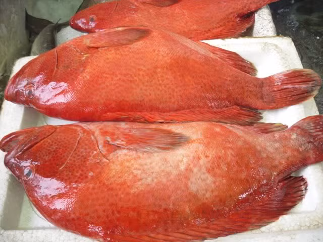 Cá mú đỏ có thể chế biến theo nhiều cách khác nhau như nấu cháo, hấp, sốt cà chua, nấu canh... (Ảnh Monngoncuoituan)