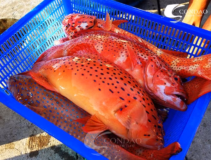 Đúng như tên gọi của nó, cá mú đỏ có màu đỏ rất bắt mắt. Thịt của nó lại trắng, dai và rất thơm, thậm chí được đánh giá là ngon nhất trong các loài cá mú. (Ảnh Scondao)