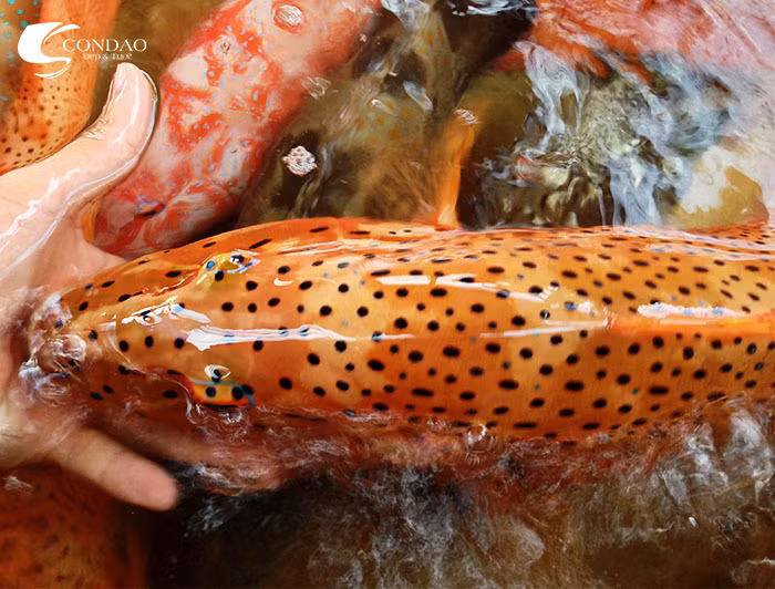 Cá mú đỏ còn có tác dụng ngừa cholesterol trong máu, giải nhiệt và giúp da khỏe đẹp. (Ảnh Scondao)