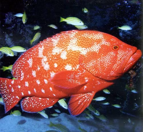 Ở một số quốc gia trên thế giới, cá mú đỏ còn trở thành biểu tượng cho sự may mắn trong những ngày đầu năm mới. (Ảnh Khanhlongfood)