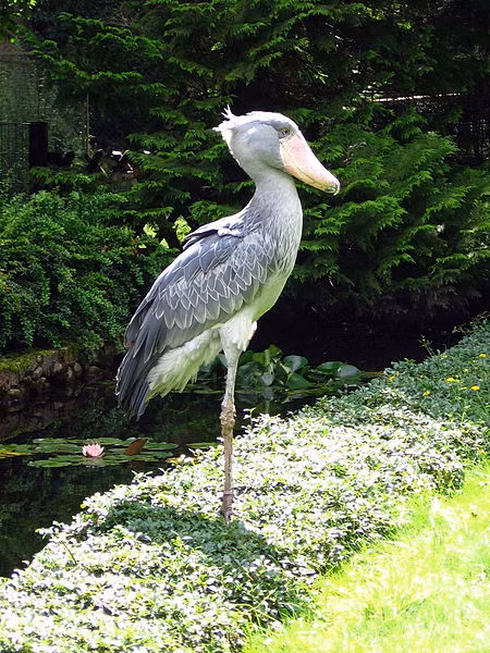 Cò mỏ giày có chiếc mỏ vô cùng nổi bật: dài khoảng 20cm, được nó sử dụng để kiếm mồi, từ rắn nước, ếch nhái, cá sấu nhỏ cho đến cá, động vật thân mềm. (Ảnh Wikimedia)