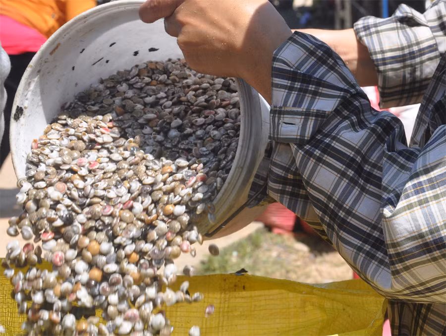 Ốc ruốc sau khi được cào từ cát lên được mang về ngâm nước muối qua một đêm, bỏ thêm nước vo gạo vào để ốc càng sạch cát. (Nguồn Offica)