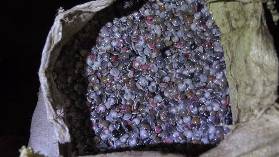 Ốc ruốc là đặc sản nổi tiếng của tỉnh Quảng Nam. Ốc ruốc không có mùi tanh mà có vị mặn xen lẫn vị ngọt và mùi thơm rất riêng. (Nguồn Foody)