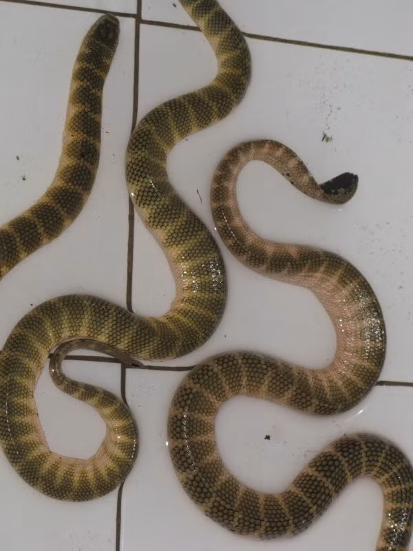 Trong đó, chỉ có loài đẻn kim có đầu nhỏ như một mũi kim đan là có độc. Chất độc của nó mạnh gấp hàng trăm lần rắn hổ và có thể làm con người mất mạng sau nửa giờ. (Nguồn Otofun)