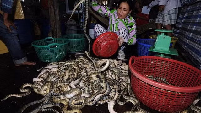 Đẻn biển thường được đánh bắt từ tháng 2 đến tháng 8 nhưng nhiều nhất là từ tháng 5-6 (âm lịch) hàng năm. (Nguồn Soha)