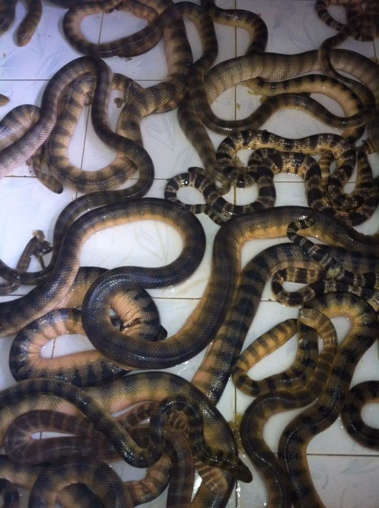 Đẻn biển được chế biến thành rất nhiều món ăn ngon, hấp dẫn thực khách như cháo đẻn, đẻn hầm sả ớt, đẻn bằm xúc bánh đa, chả đẻn, đẻn nướng cuốn lá lốt, đẻn hầm thuốc bắc, ram đẻn, rượu đẻn. (Nguồn Photobucket)