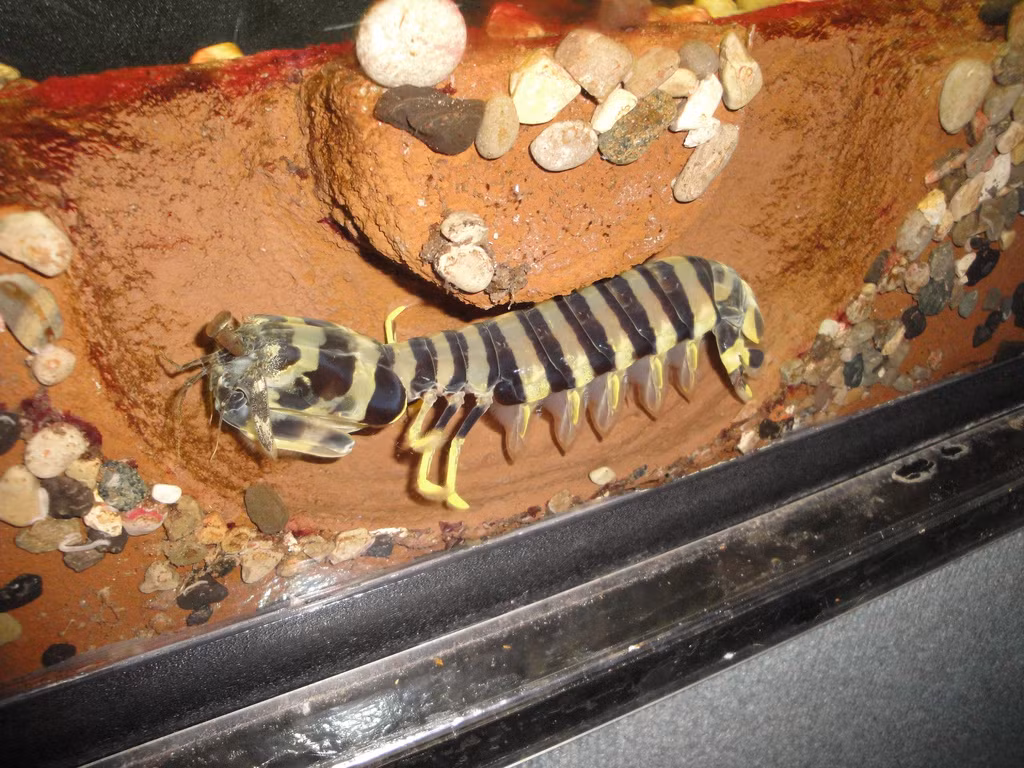 Tôm tít vằn có nhiều màu sắc, hình dáng giống tôm hùm, có kích thước lớn. Trên thế giới, tôm tít vằn phân bố ở một số vùng biển thuộc khu vực Đông Nam Á, quần đảo Hawaii,...(Ảnh Haisantuoisachbienhoa)