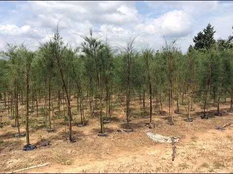 Cây phi lao ở Việt Nam được người Pháp mang vào trồng từ năm 1896. Loài cây này có nguồn gốc chính là từ Australia và những đảo thuộc phía tây Thái Bình Dương. (Nguồn Ytimg)