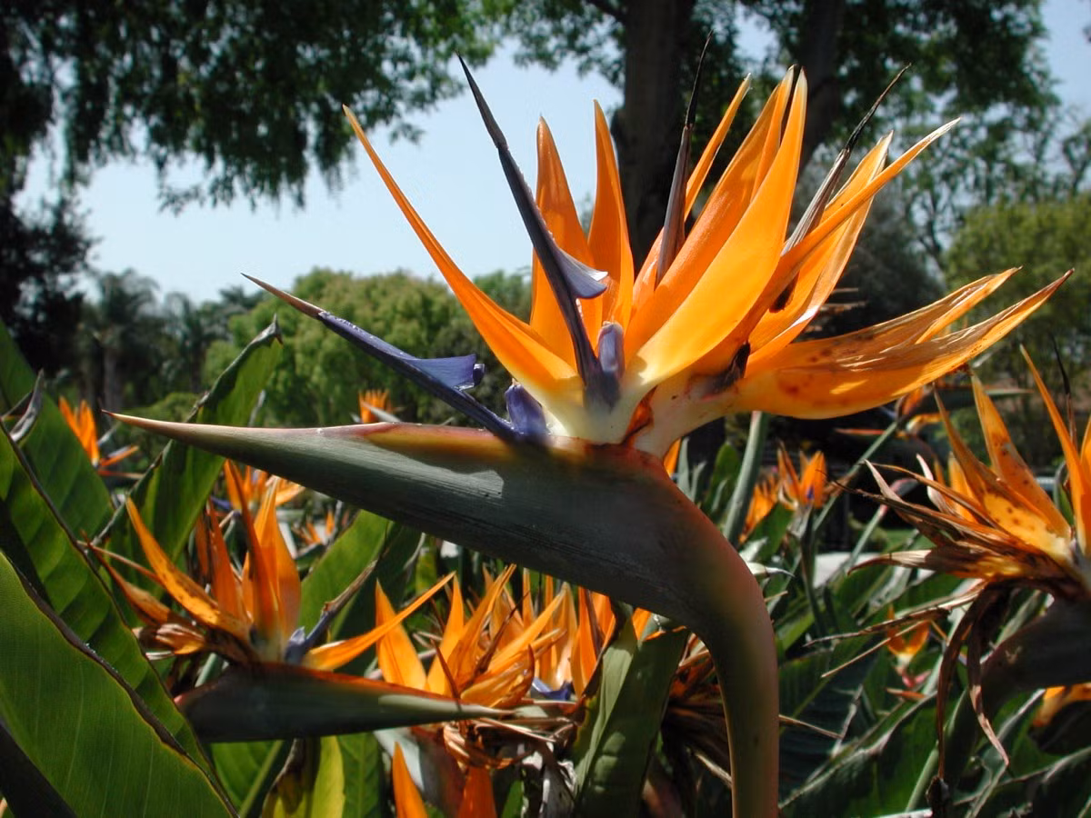 Hoa thiên điểu tượng trưng cho một tình yêu bay bổng, san sẽ giữa hai tình nhân, mang ý nghĩa: đôi ta sẽ mãi bên nhau đến tận chân trời. Đặc biệt, loài hoa này rất thích hợp làm hoa tặng cho phái nam vì nét mạnh mẽ của nó.