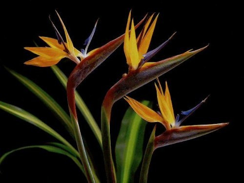 Thiên điểu thuộc giống cây lâu năm, ít khi bị sâu bệnh và phát triển nhanh. Giống cây này ưa nắng nhưng sợ ánh sáng trực tiếp. Cây cũng không chịu được lạnh, sướng giá và không chịu được đất ngập úng.